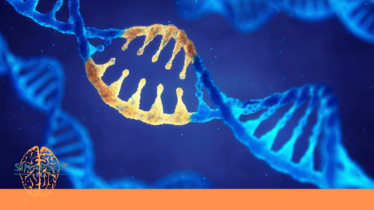 3er lugar de la convocatoria "La revolución de la genética en la práctica médica"-Secuenciamiento Masivo de DNA como herramienta de diagnóstico prenatal.